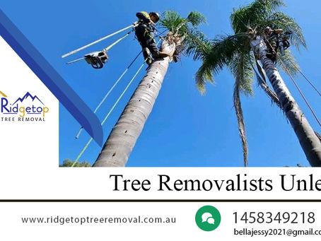 Find out in which cases it is necessary to remove treesTrees are wonderful specimens of nature and