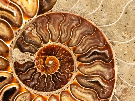 Close-up of a fossilized ammonite shell with spiral patterns in earthy browns and tans, against a textured stone background.