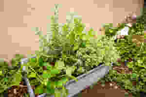 20150408-ハーブ.jpeg