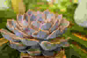 imageエケベリア2.jpeg