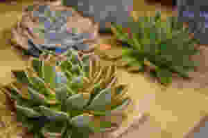imageエケベリア.jpeg