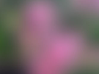 オーストラリア原産植物を入荷しました!