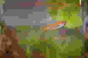 image.jpeg