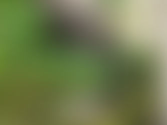 苔テラリウム ワークショップ