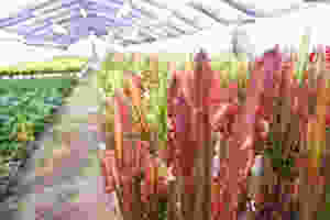 20150215-imagea.jpeg