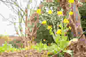 20150215-imageF.jpeg