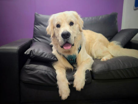 How often should my dog be groomed?