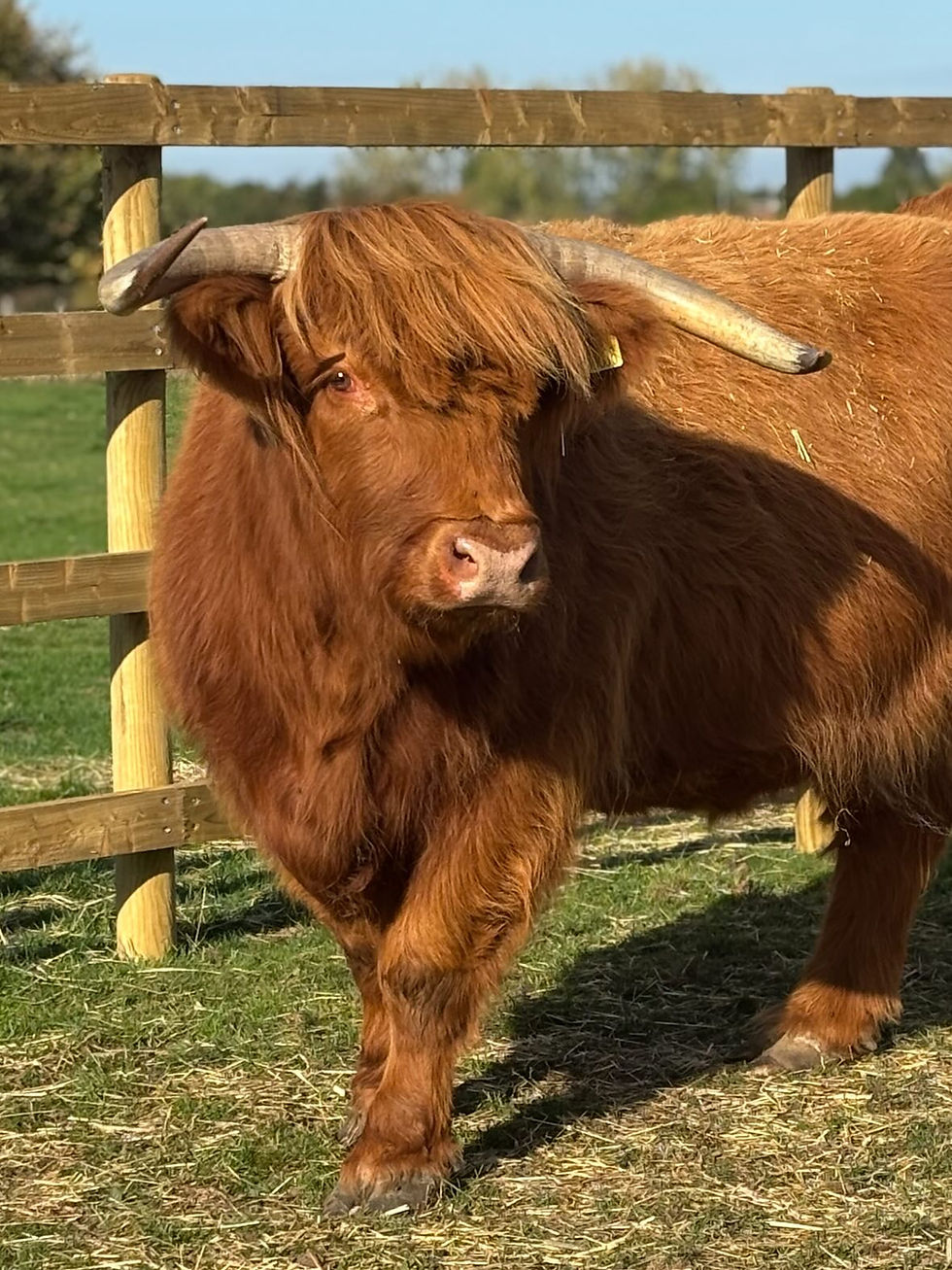 Calm handling enclosures best fencing in Brentwood