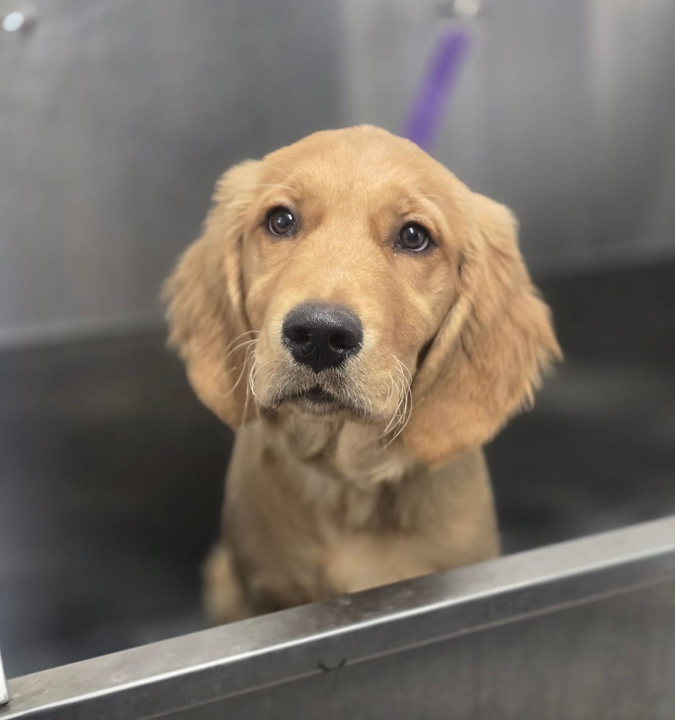 Dog grooming advice: how often should I bath my dog?