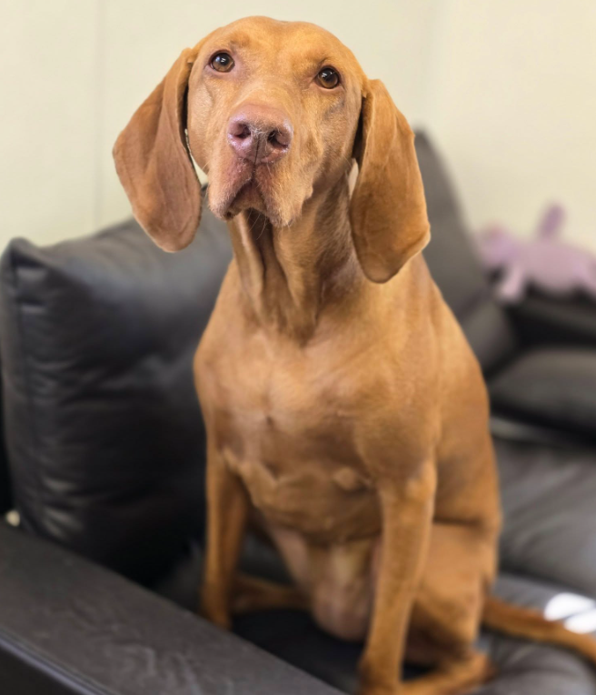 How often should my dog be grromed?