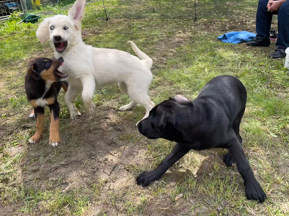 71a9b2a9-1399-40ee-b070-4f9ea38180b2