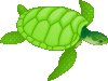 turtle.gif