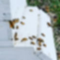 Bees-JK-Honey-Farm-Coming-Home.jpg