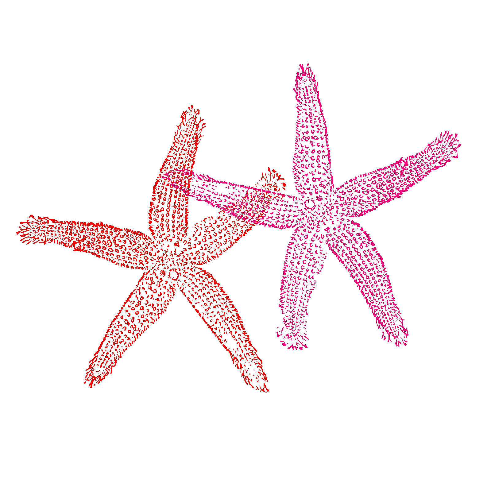 starfish2.gif