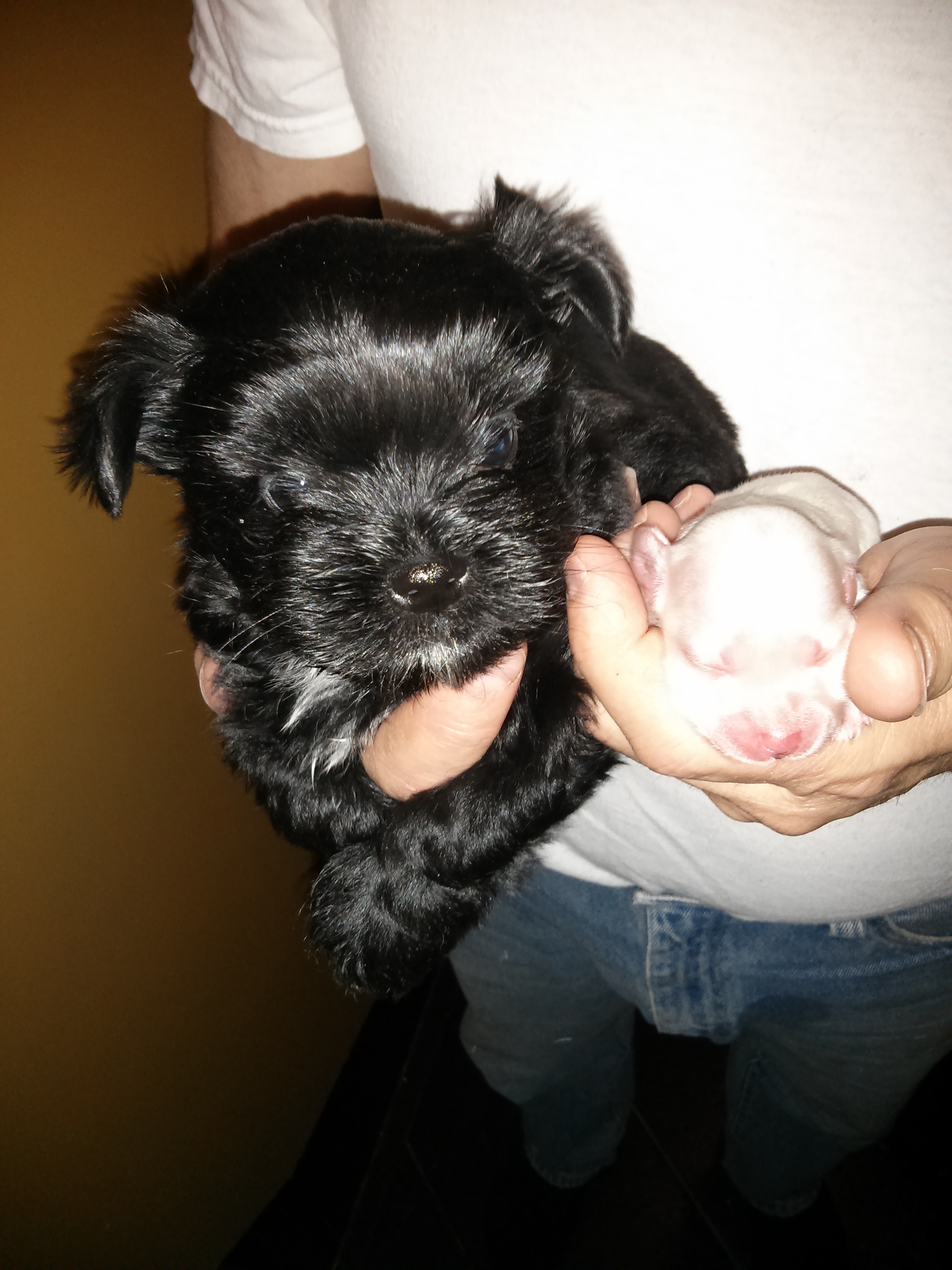 shorkie newborn puppies