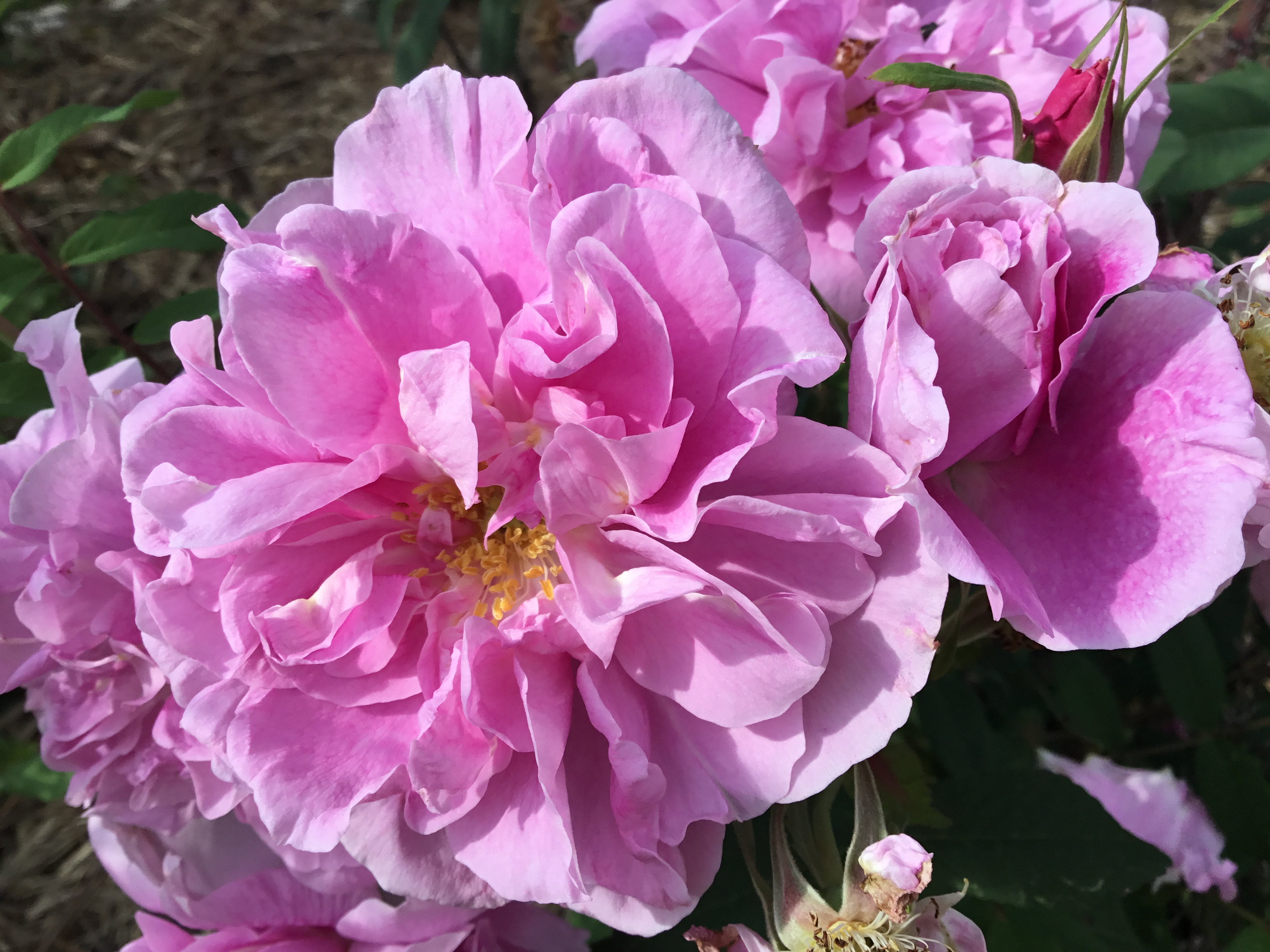 Why we grow Scented Heritage Roses sustainably ...