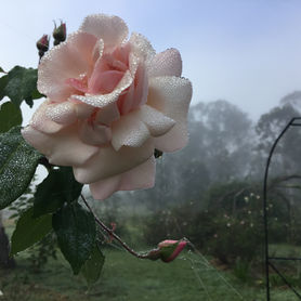 Creating Magic in the Rose Garden