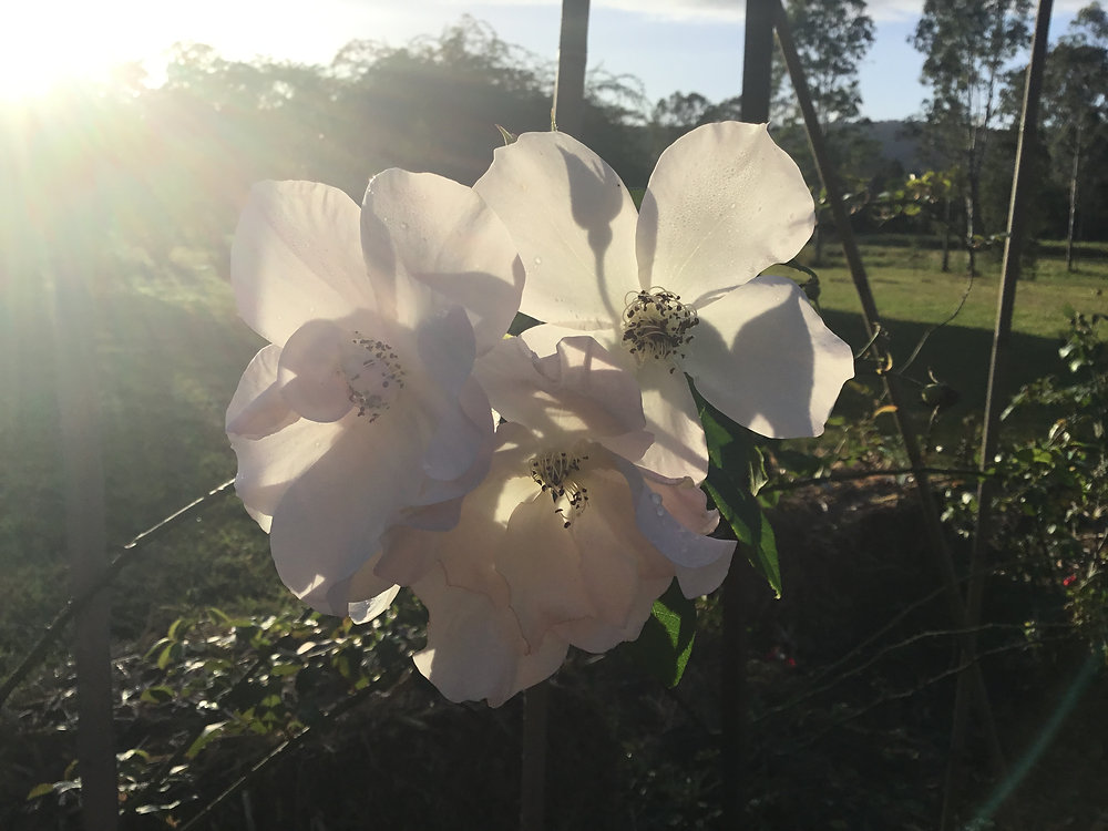 Growing Roses & Habitat for Wildlife