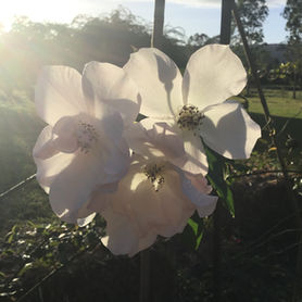 Growing Roses & Habitat for Wild-life