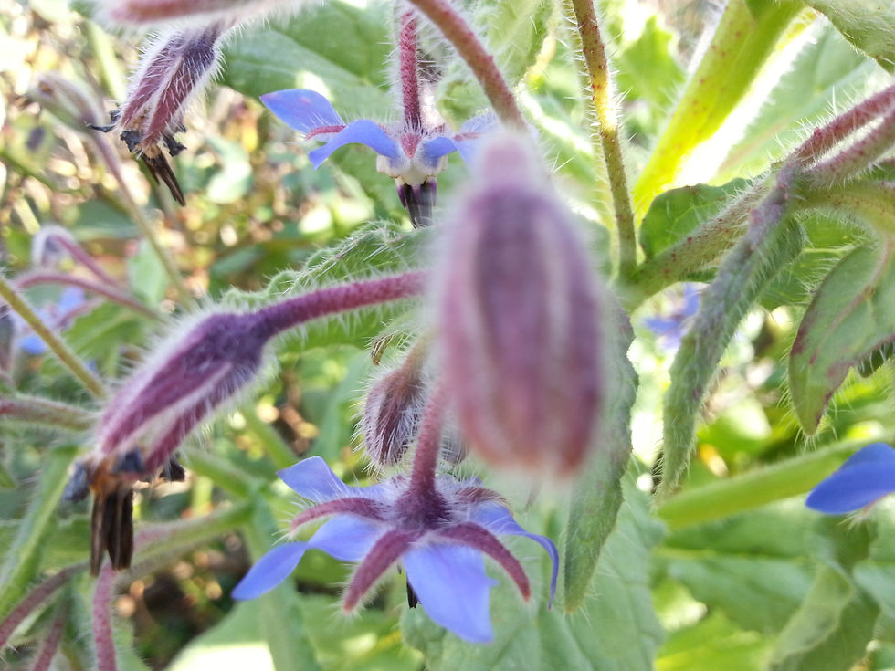 Borage