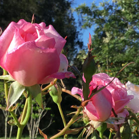 Roses, Resilience & Gardening in Summer