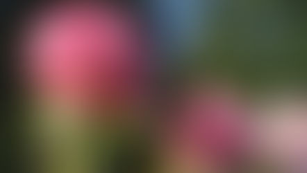 Roses, Resilience & Gardening in Summer