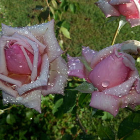 Rose Workshops & Floral Retreats