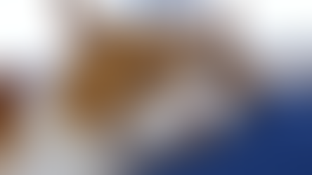 In fact, the positions in which cats sleep are also quite significant, representing different psychological states.