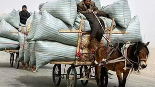 If there were no humans, horses might have become extinct long ago.