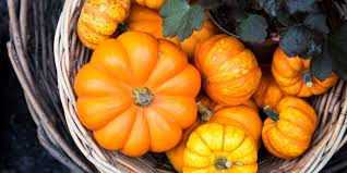 La courge