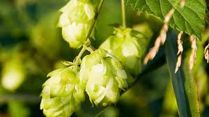 Le Houblon