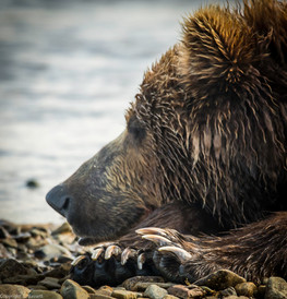 Bassett's Bear Viewing | Guided Bear Tours | Katmai National Park ...