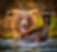 cubwaving-1.jpg