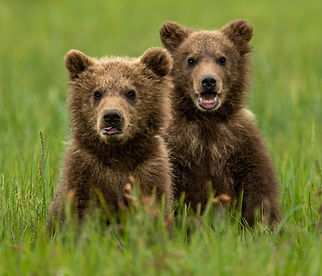 twincubsmouthopen.jpg