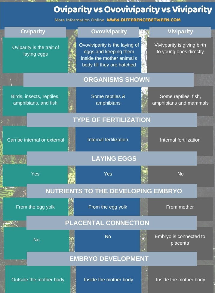 Everyone S Talking About Ovoviviparity Oviparity And Viviparity