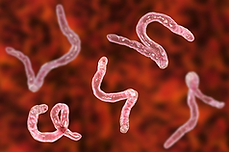 Screen Shot 2021-02-12 at 11.31.29 am.pn