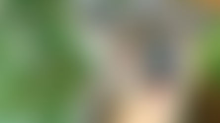 The Effects of Chlamydia on Koala Populations