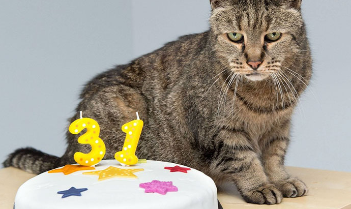 Cognitive Dysfunction Syndrome (CDS)