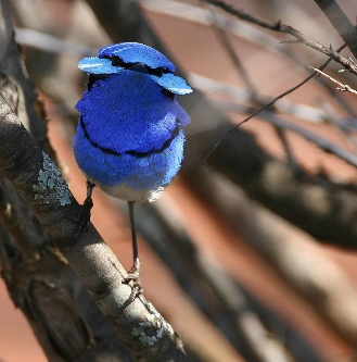 THE SPLENDID FAIRY-WREN