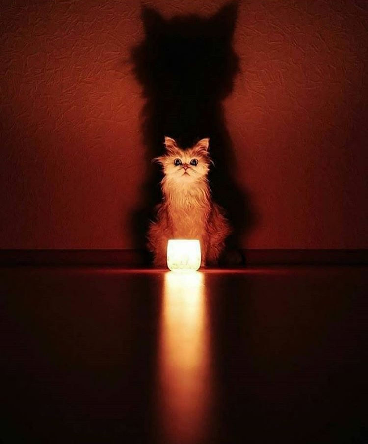 Can Cat's See In The Dark?