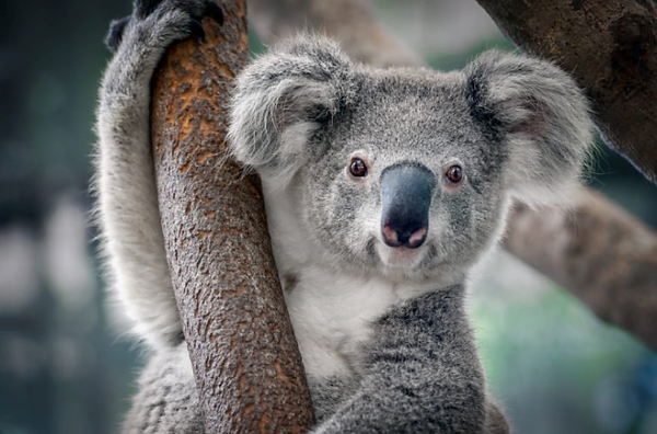 Screen Shot 2020-04-12 at 10.31.49 pm.pn