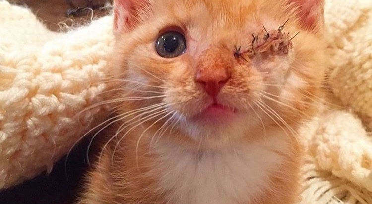 Corneal Ulcers in Cats