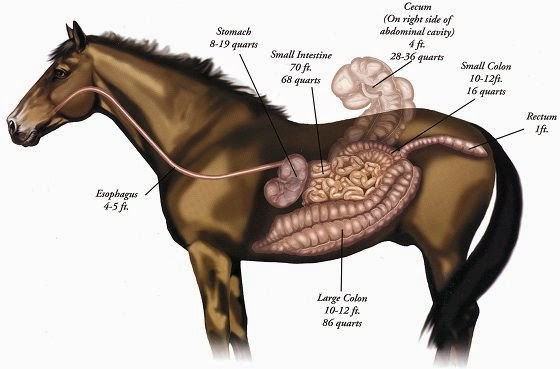 Colic In Horses