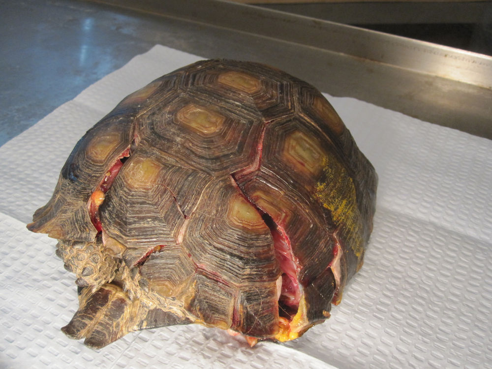 FILLING IN THE CRACKSSHELL FRACTURES IN TURTLES