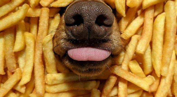 Sodium Ion Poisoning In Dogs.