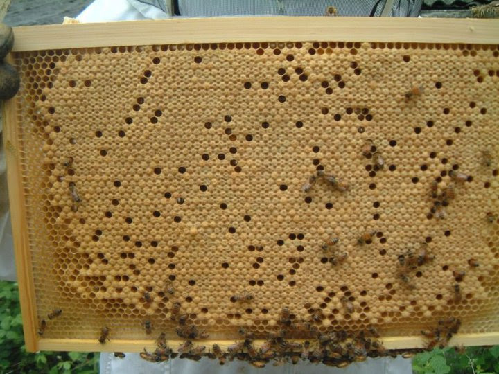 couvain d'abeille