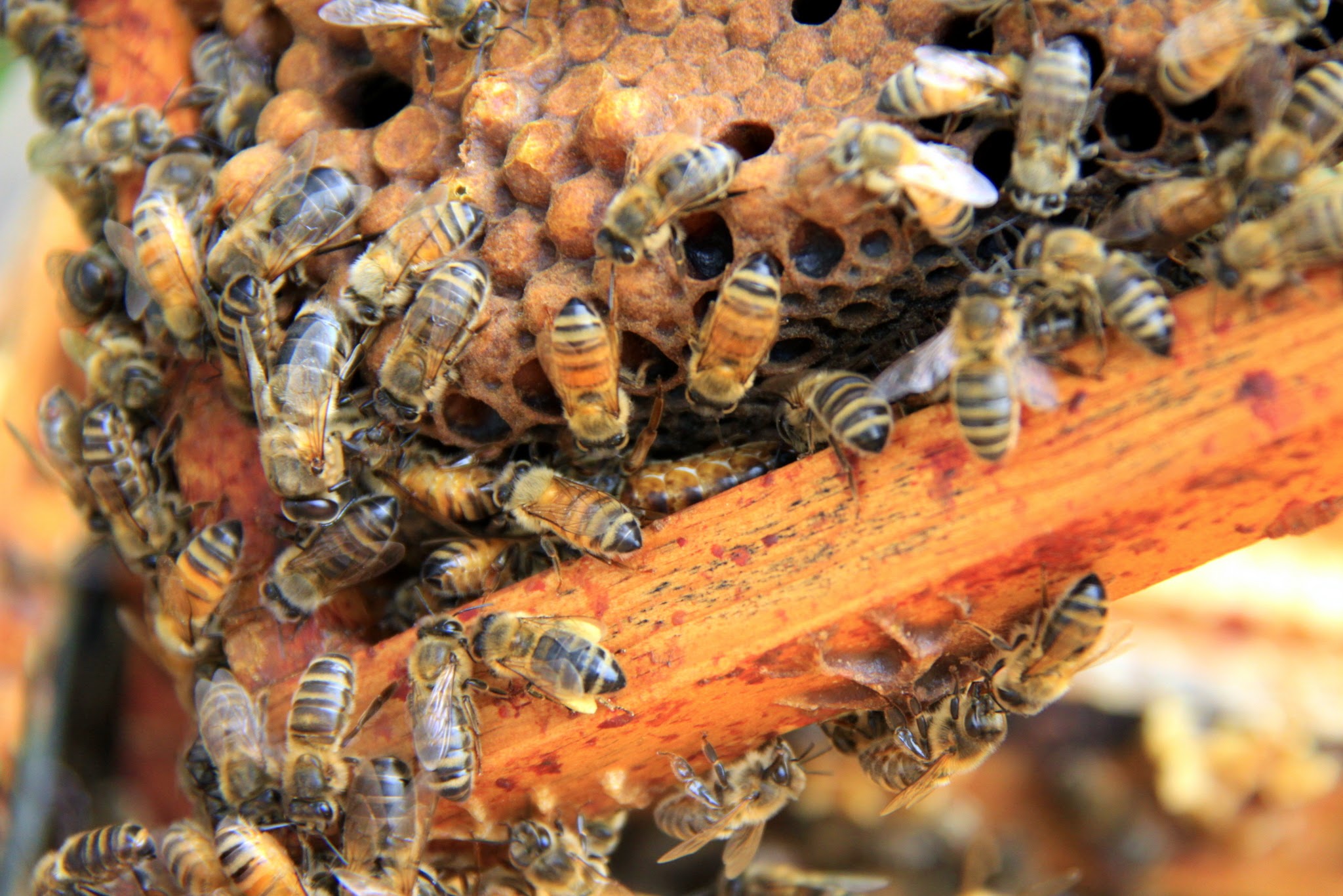 abeilles et reine