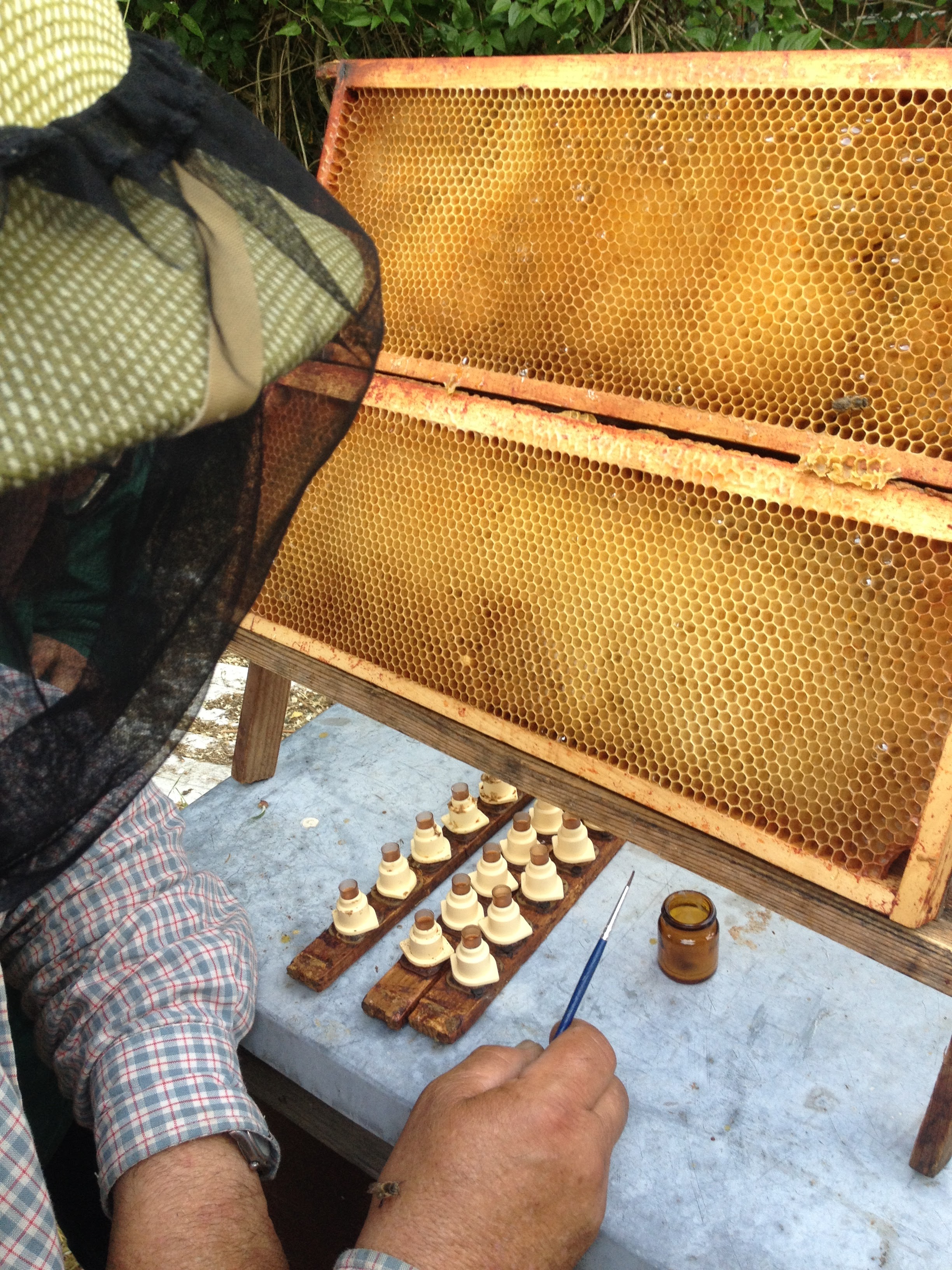 picking pour élevage de reines