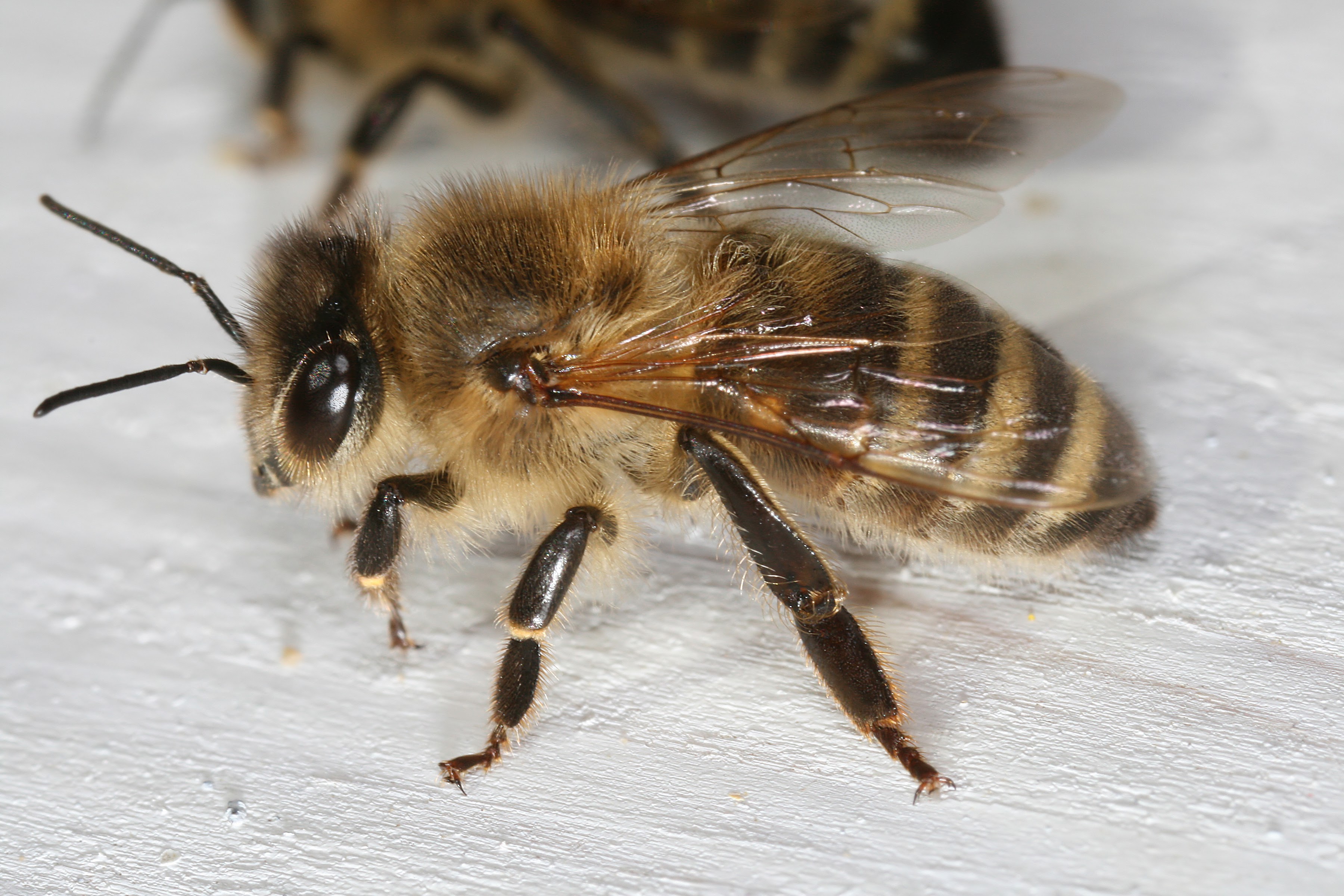 Apis_mellifera_carnica_worker_hive_entrance_2