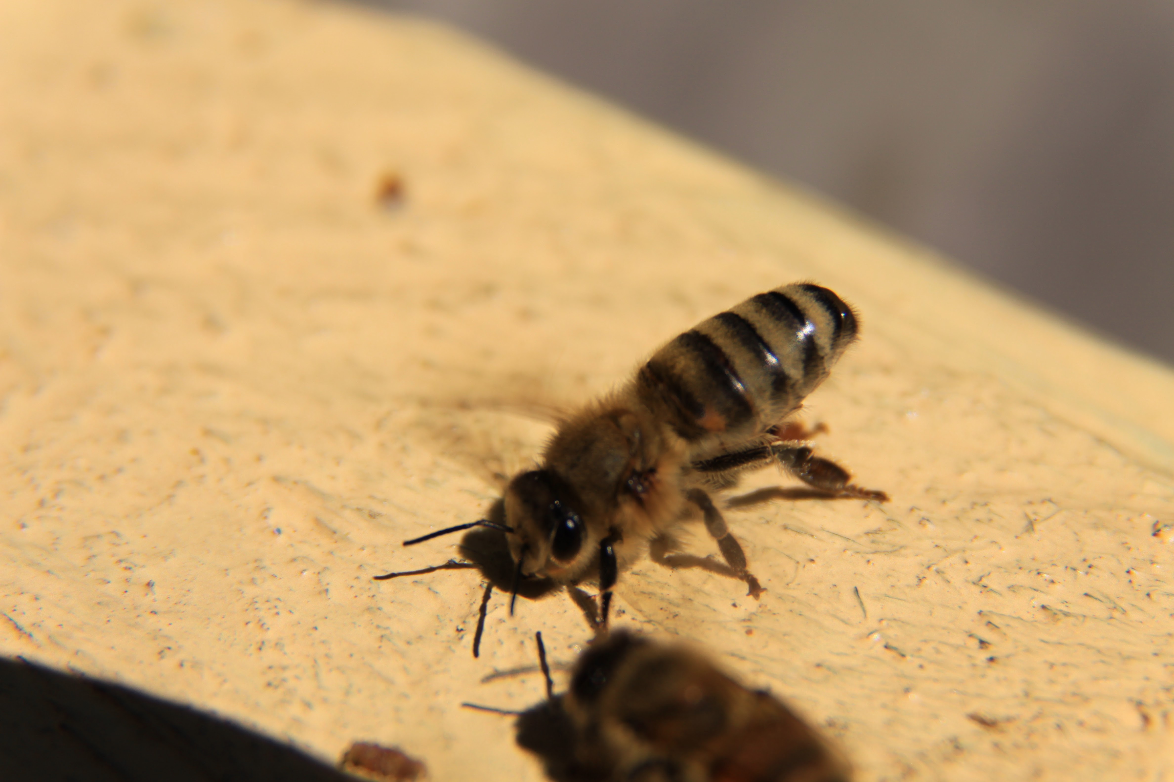 apis mellifera
